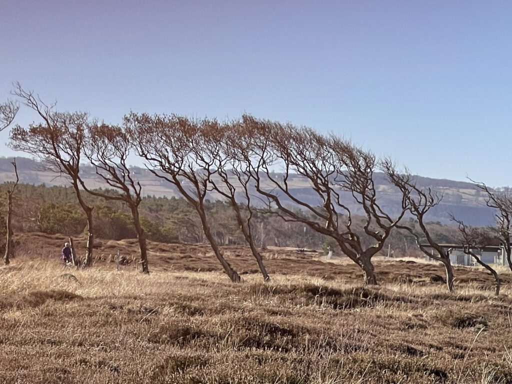 Trauma - Fight, flight and freeze